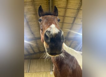 Iers volbloed, Merrie, 7 Jaar, 150 cm, Gevlekt-paard