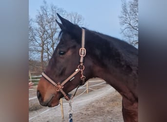 Iers volbloed, Merrie, 7 Jaar, 160 cm, Bruin