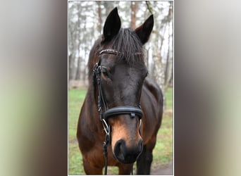 Iers volbloed, Merrie, 7 Jaar, 160 cm, Donkerbruin