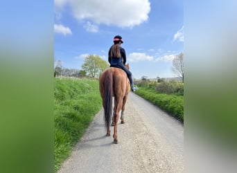 Iers volbloed, Merrie, 7 Jaar, 163 cm, Donkere-vos