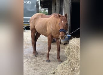 Iers volbloed, Merrie, 7 Jaar, 163 cm, Donkere-vos