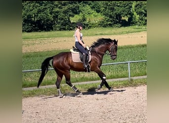 Iers volbloed, Merrie, 7 Jaar, 165 cm, Donkerbruin