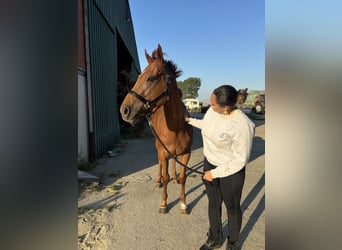 Iers volbloed, Merrie, 7 Jaar, 167 cm, Donkere-vos