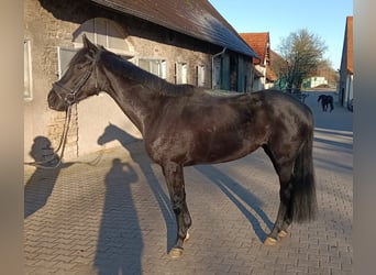 Iers volbloed, Merrie, 7 Jaar, 168 cm, Donkerbruin