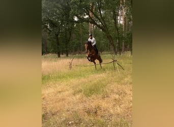 Iers volbloed, Merrie, 8 Jaar, 164 cm, Bruin