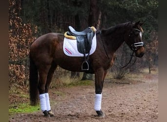 Iers volbloed, Merrie, 9 Jaar, 163 cm, Bruin