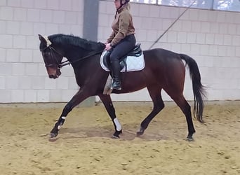 Iers volbloed, Ruin, 10 Jaar, 168 cm, Bruin
