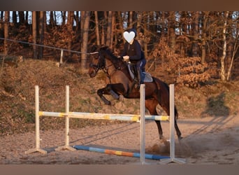 Iers volbloed, Ruin, 14 Jaar, 163 cm, Bruin