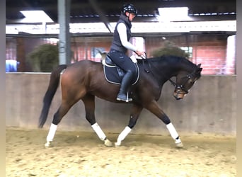 Iers volbloed Mix, Ruin, 4 Jaar, 165 cm, Bruin