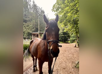 Iers volbloed, Ruin, 5 Jaar, Bruin