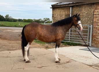 Iers volbloed, Ruin, 8 Jaar, 132 cm, Roodbruin