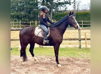 Iers volbloed, Ruin, 8 Jaar, 165 cm, Donkerbruin