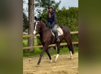 Iers volbloed, Ruin, 8 Jaar, 165 cm, Donkerbruin