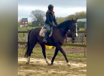 Iers volbloed, Ruin, 8 Jaar, 165 cm, Donkerbruin