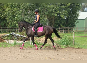 Irisches Vollblut, Wallach, 9 Jahre, 162 cm, Schwarzbrauner