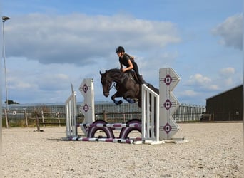 Iers volbloed, Ruin, 9 Jaar, 162 cm, Zwartbruin