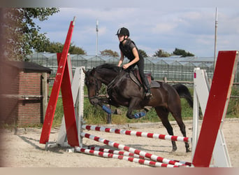 Irisches Vollblut, Wallach, 9 Jahre, 162 cm, Schwarzbrauner