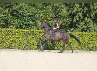 Iers volbloed, Ruin, 9 Jaar, 162 cm, Zwartbruin