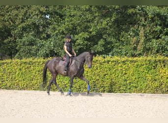 Iers volbloed, Ruin, 9 Jaar, 162 cm, Zwartbruin