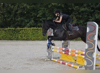 Iers volbloed, Ruin, 9 Jaar, 162 cm, Zwartbruin