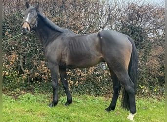 Iers volbloed, Ruin, 9 Jaar, 165 cm, Zwartbruin