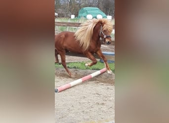 IJslander, Hengst, 10 Jaar, 138 cm, Vos