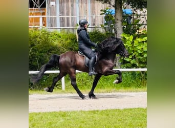 IJslander, Hengst, 10 Jaar, 150 cm, Zwart