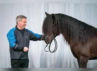IJslander, Hengst, 10 Jaar, 150 cm, Zwart