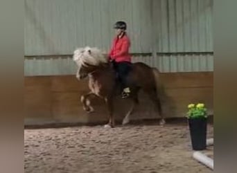 IJslander, Hengst, 11 Jaar, 141 cm