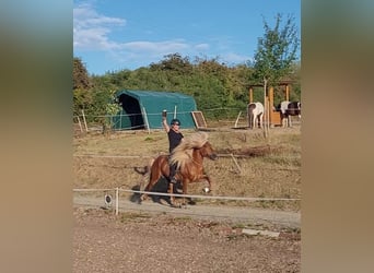 IJslander, Hengst, 11 Jaar, 141 cm