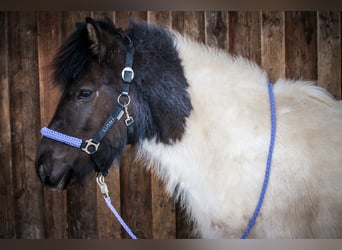 IJslander, Hengst, 12 Jaar, 137 cm, Gevlekt-paard