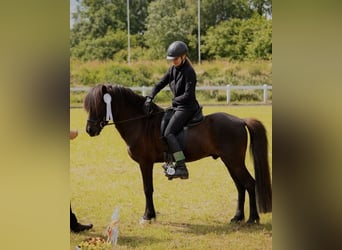 IJslander, Hengst, 12 Jaar, 143 cm, Zwart