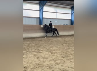 IJslander, Hengst, 12 Jaar, 143 cm, Zwart