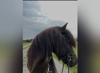 IJslander, Hengst, 12 Jaar, 143 cm, Zwart