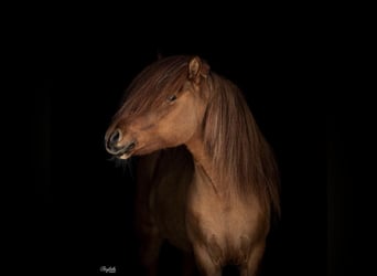 IJslander, Hengst, 12 Jaar, 145 cm, Falbe