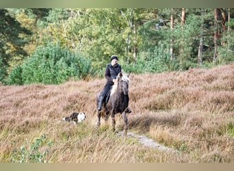 IJslander, Hengst, 13 Jaar, 141 cm