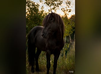 IJslander, Hengst, 15 Jaar, 140 cm, Zwart