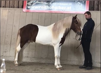 IJslander, Hengst, 16 Jaar, 149 cm, Gevlekt-paard