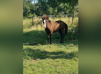 IJslander, Hengst, 1 Jaar, 115 cm, Zwart