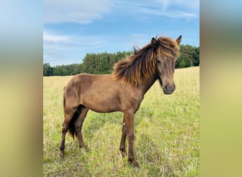 IJslander, Hengst, 1 Jaar, 125 cm, Cremello