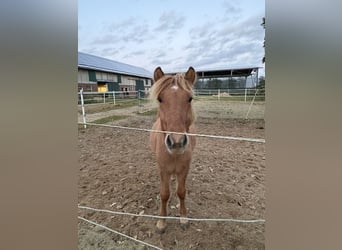 IJslander, Hengst, 1 Jaar, 138 cm, Red Dun