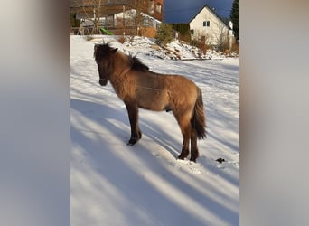 IJslander, Hengst, 1 Jaar, 139 cm