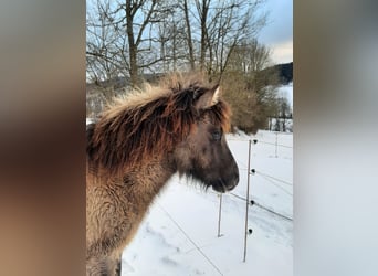 IJslander, Hengst, 1 Jaar, 139 cm