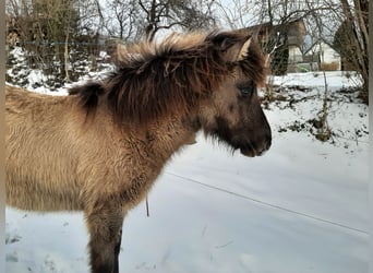 IJslander, Hengst, 1 Jaar, 139 cm