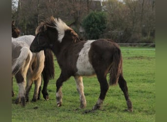 IJslander, Hengst, 1 Jaar, 140 cm, Gevlekt-paard