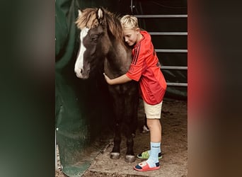 IJslander, Hengst, 1 Jaar, 140 cm, Grullo