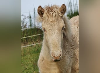 IJslander, Hengst, 1 Jaar, 142 cm, Perlino