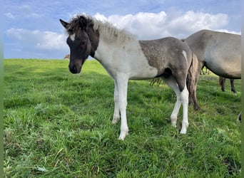IJslander, Hengst, 1 Jaar, 144 cm, Gevlekt-paard