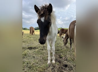 IJslander, Hengst, 1 Jaar, 144 cm, Gevlekt-paard