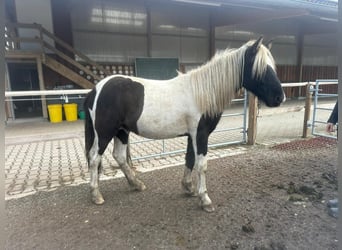 IJslander, Hengst, 1 Jaar, 145 cm, Gevlekt-paard